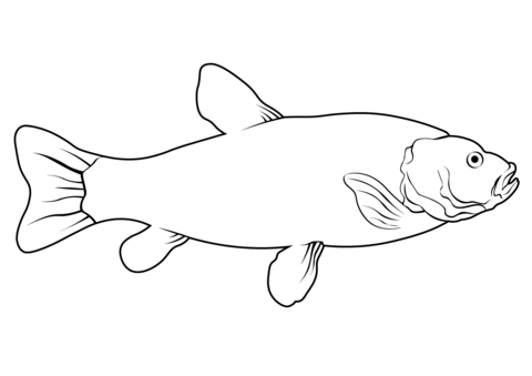 Tench (Tinca Tinca) Coloring Page